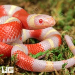 Baby Albino Nelson's Milksnakes For Sale - Underground Reptiles