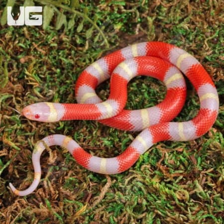Baby Albino Nelson's Milksnakes For Sale - Underground Reptiles