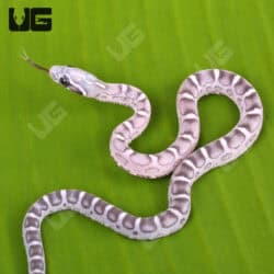 Baby Anery Scaleless Cornsnake (Pantherophis guttatus) For Sale - Underground Reptiles