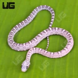 Baby Anery Scaleless Cornsnake (Pantherophis guttatus) For Sale - Underground Reptiles