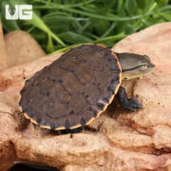 Baby Argentine Sideneck Turtles For Sale - Underground Reptiles