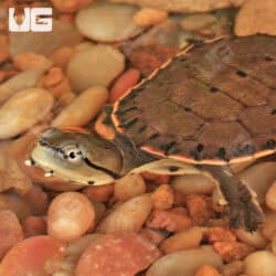 Baby Argentine Sideneck Turtles For Sale - Underground Reptiles