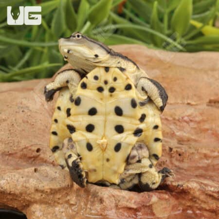 Baby Argentine Sideneck Turtles For Sale - Underground Reptiles