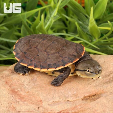 Baby Argentine Sideneck Turtles For Sale - Underground Reptiles