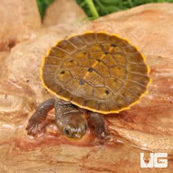 Branderhorst's Snapping Turtles (Elseya Branderhorstii) For Sale - Underground Reptiles