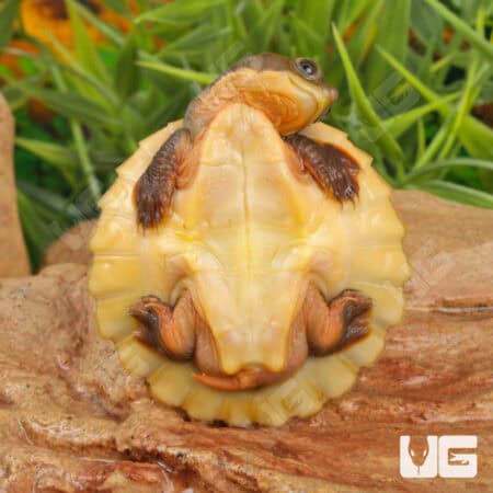 Branderhorst's Snapping Turtles (Elseya Branderhorstii) For Sale - Underground Reptiles