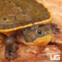 Branderhorst's Snapping Turtles (Elseya Branderhorstii) For Sale - Underground Reptiles