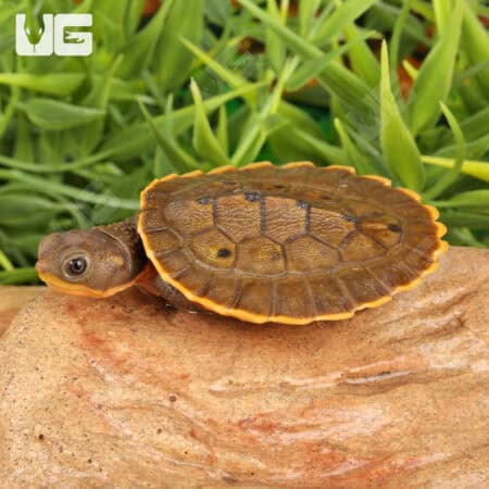 Branderhorst's Snapping Turtles (Elseya Branderhorstii) For Sale - Underground Reptiles