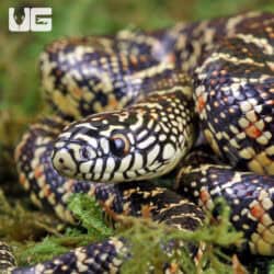 Baby Brooks Kingsnake For Sale - Underground Reptiles