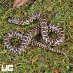 Baby Brooks Kingsnake For Sale - Underground Reptiles