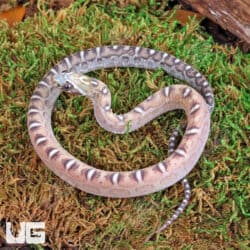 Baby Caramel Scaleless Cornsnakes For Sale - Underground Reptiles