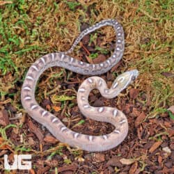 Baby Caramel Scaleless Cornsnakes For Sale - Underground Reptiles