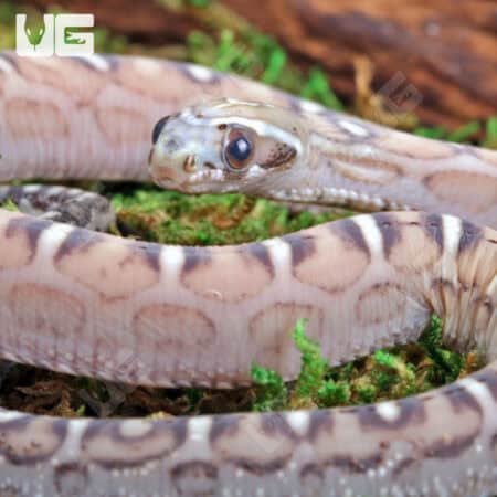 Baby Caramel Scaleless Cornsnakes For Sale - Underground Reptiles
