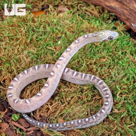Baby Caramel Scaleless Cornsnakes For Sale - Underground Reptiles
