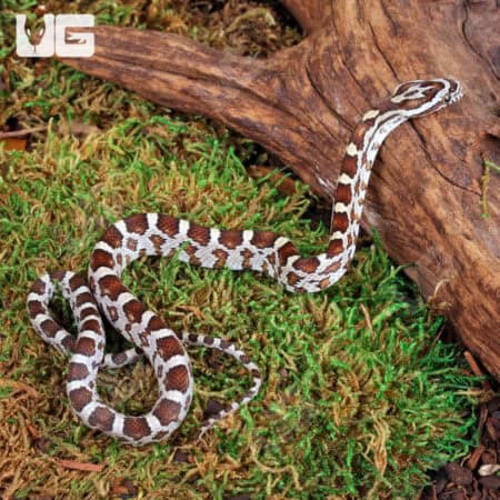 Baby Caramel Het Scaleless Cornsnakes For Sale - Underground Reptiles