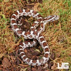 Baby Caramel Het Scaleless Cornsnakes For Sale - Underground Reptiles