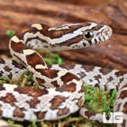 Baby Caramel Het Scaleless Cornsnakes For Sale - Underground Reptiles