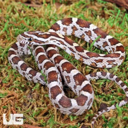 Baby Caramel Het Scaleless Cornsnakes For Sale - Underground Reptiles