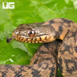 Diamondback Water Snake For Sale - Underground Reptiles