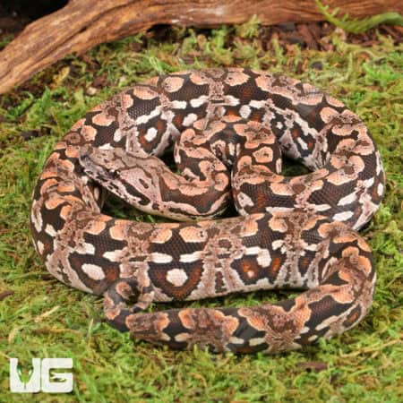 Baby Dumeril's Boas For Sale - Underground Reptiles