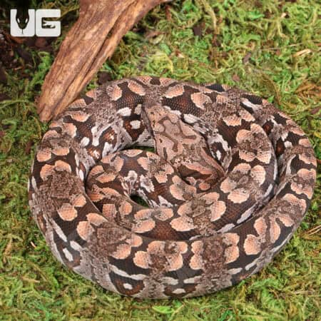 Baby Dumeril's Boas For Sale - Underground Reptiles