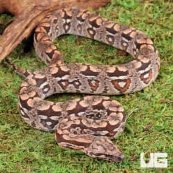 Baby Dumeril's Boas For Sale - Underground Reptiles