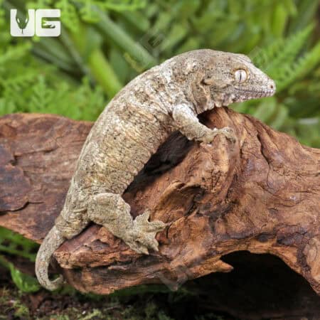Baby GT x Yate x Mt. Khogis Leachianus Geckos For Sale - Underground Reptiles