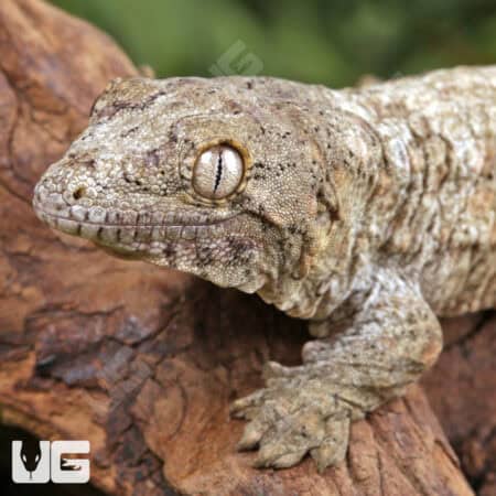 Baby GT x Yate x Mt. Khogis Leachianus Geckos For Sale - Underground Reptiles