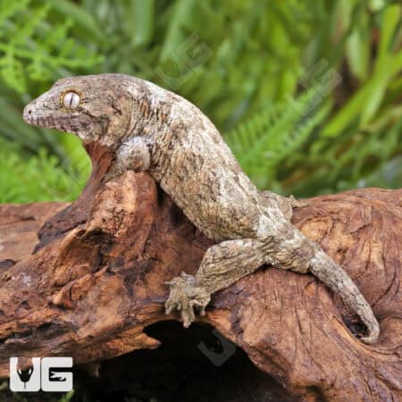 Baby GT x Yate x Mt. Khogis Leachianus Geckos For Sale - Underground Reptiles