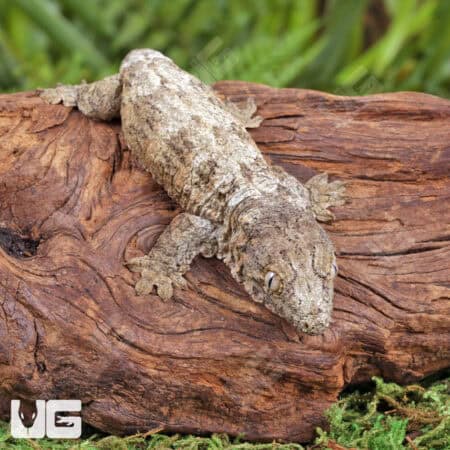 Baby GT x Yate x Mt. Khogis Leachianus Geckos For Sale - Underground Reptiles