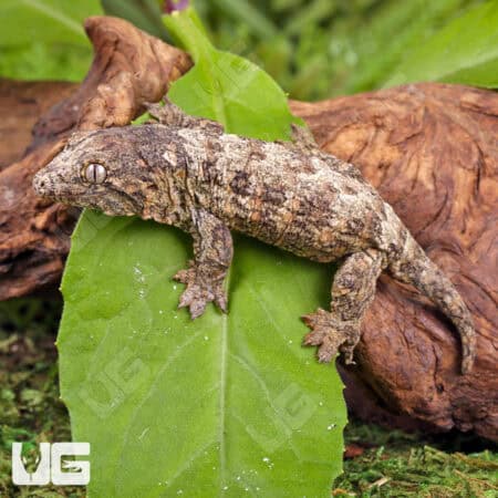 Baby GT x Yate x Mt. Khogis Leachianus Geckos For Sale - Underground Reptiles