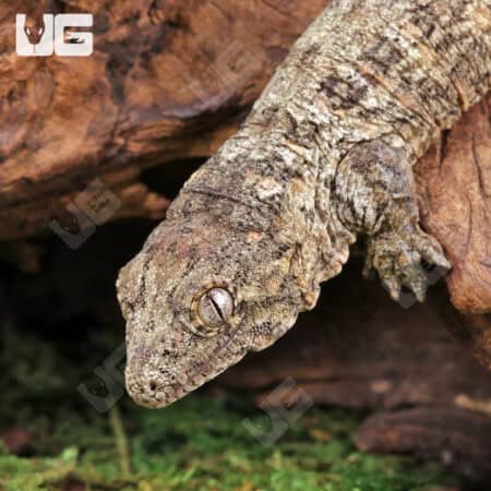 Baby GT x Yate x Mt. Khogis Leachianus Geckos For Sale - Underground Reptiles