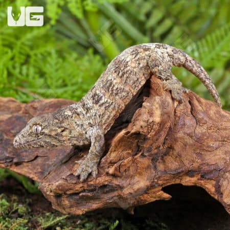 Baby GT x Yate x Mt. Khogis Leachianus Geckos For Sale - Underground Reptiles