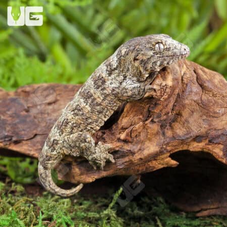 Baby GT x Yate x Mt. Khogis Leachianus Geckos For Sale - Underground Reptiles