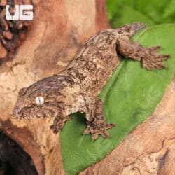 Baby Gran Terre Leachianus Geckos For Sale - Underground Reptiles