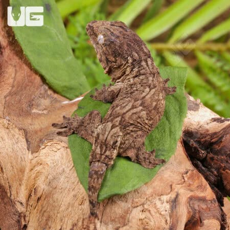 Baby Gran Terre Leachianus Geckos For Sale - Underground Reptiles