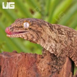 Baby Gran Terre Leachianus Geckos For Sale - Underground Reptiles