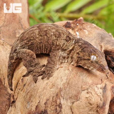 Baby Gran Terre Leachianus Geckos For Sale - Underground Reptiles