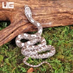 Grey Ratsnake For Sale - Underground Reptiles