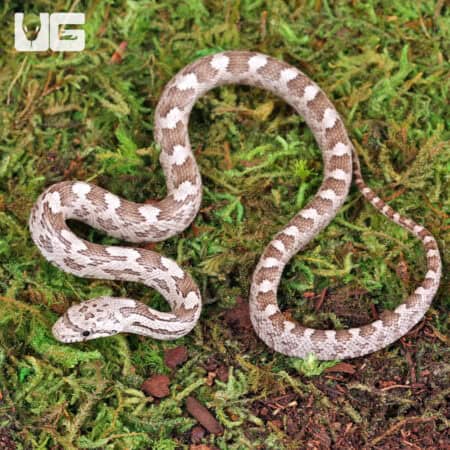 Grey Ratsnake For Sale - Underground Reptiles