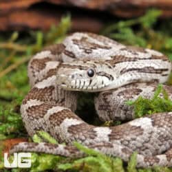 Grey Ratsnake For Sale - Underground Reptiles