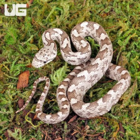 Grey Ratsnake For Sale - Underground Reptiles