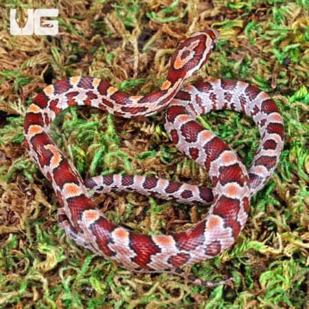 Normal 100%% Het Hendry County Anery Cornsnake (Pantherophis guttatus) For Sale - Underground Reptiles For Sale - Underground Reptiles
