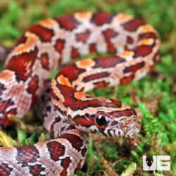 Normal 100%% Het Hendry County Anery Cornsnake (Pantherophis guttatus) For Sale - Underground Reptiles For Sale - Underground Reptiles