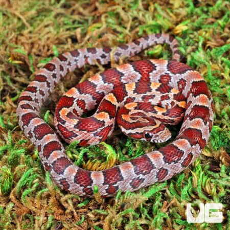 Normal 100%% Het Hendry County Anery Cornsnake (Pantherophis guttatus) For Sale - Underground Reptiles For Sale - Underground Reptiles