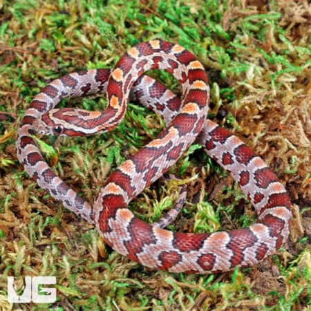 Normal 100%% Het Hendry County Anery Cornsnake (Pantherophis guttatus) For Sale - Underground Reptiles For Sale - Underground Reptiles