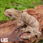 Baby high pink Leachianus Geckos For Sale - Underground Reptiles