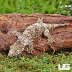 Baby high pink Leachianus Geckos For Sale - Underground Reptiles