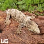 Baby high pink Leachianus Geckos For Sale - Underground Reptiles