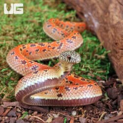 Baby Hypo Mosaic Brooks Kingsnake For Sale - Underground Reptiles